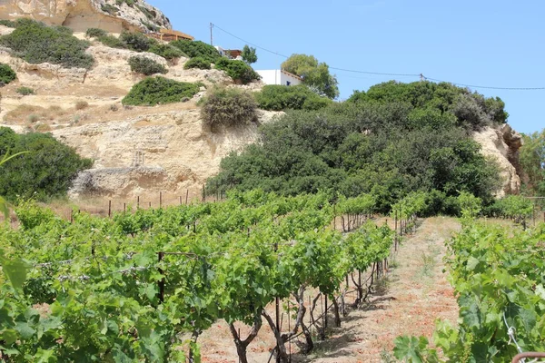 Wijngaard in Kreta — Stockfoto
