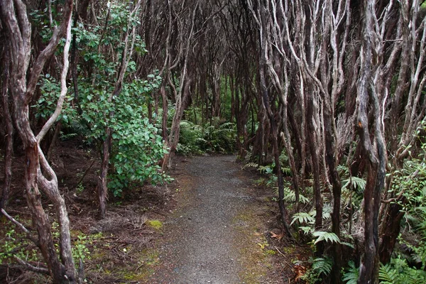 Bosque de Nueva Zelanda —  Fotos de Stock