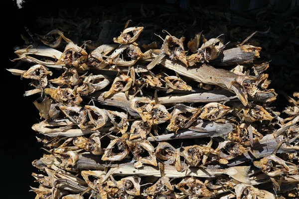 Torkning stockfish i Norge — Stockfoto