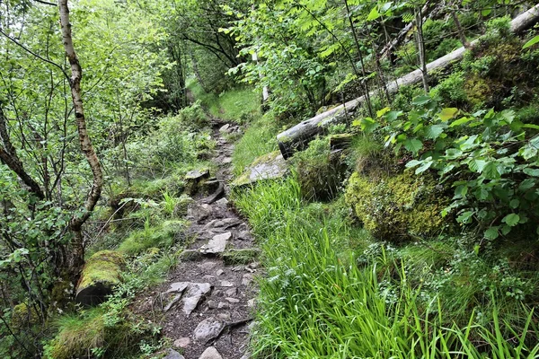 Caminho florestal na Noruega — Fotografia de Stock