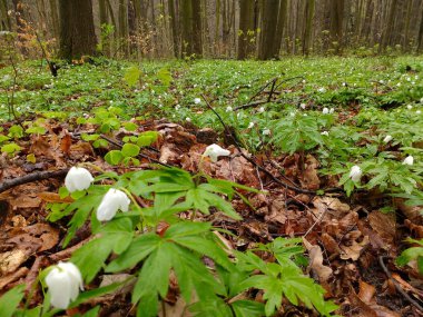 Repty orman, Silezya