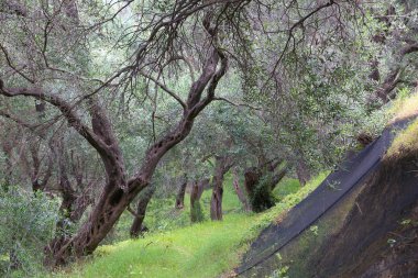 Yunanistan Olive grove