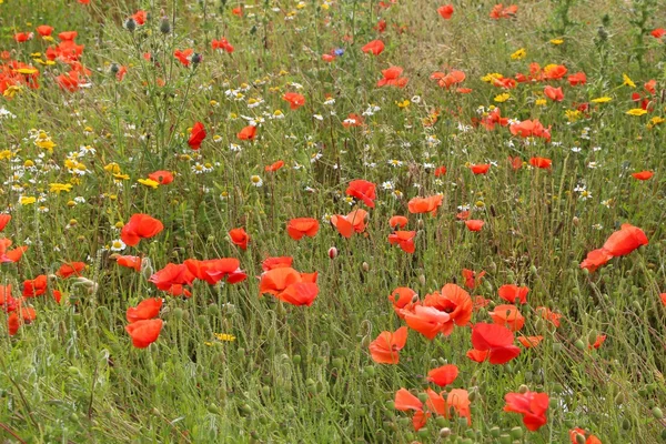 夏の野の花、イギリス — ストック写真