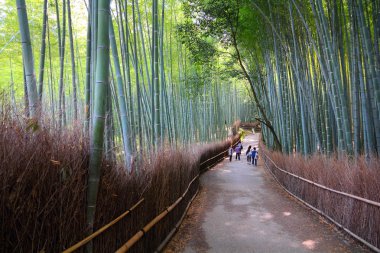 Bambu Ormanı, Japonya