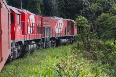 Brezilya tren ormanda