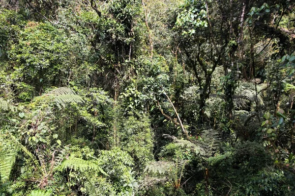 Brasil naturaleza selva —  Fotos de Stock