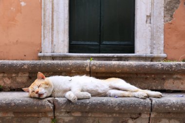 Yunanistan uyuyan kedi