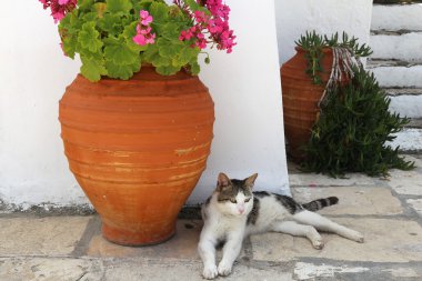 Kedi, Yunanistan