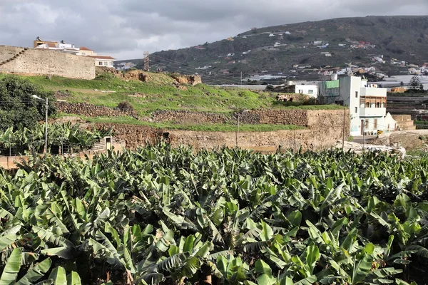 Banaan farm, Gran Canaria — Stockfoto