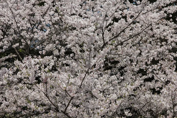 Flores de cerezo blanco — Foto de Stock