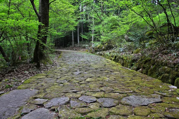 Ruta forestal de Japón — Foto de Stock