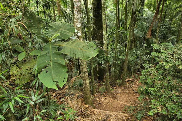 Sendero de la selva, Brasil — Foto de Stock