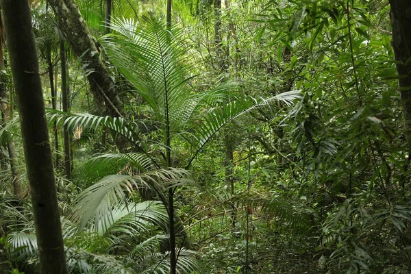 Selva Mata Atlantica — Foto de Stock