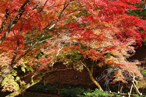 Jesienne Drzewa Japonii Czerwone Pomarańczowe Liście Momiji Klon Kioto Kolorowa — Zdjęcie stockowe