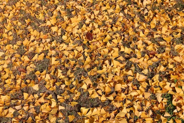 Gele Herfst Ginkgo Boom Bladeren Achtergrond Grond Osaka Japan Herfstseizoen — Stockfoto