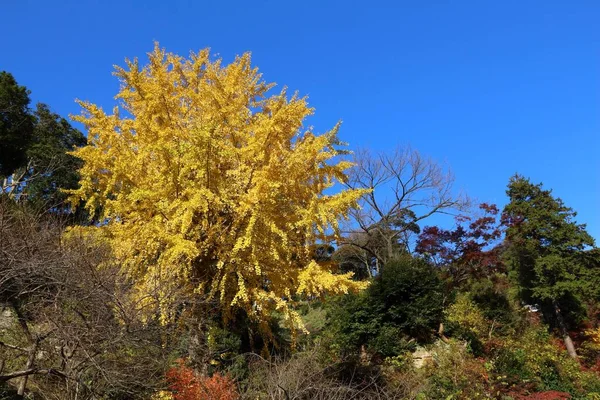 Autumn Colors Kamakura Japan Yellow Leaves Ginkgo Tree — Stock Photo, Image