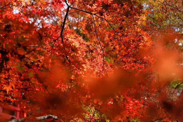 Couleurs Automne Japon Feuilles Momiji Rouge Orange Érable Kyoto Coloré — Photo