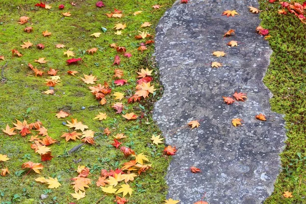 Hojas Otoño Japón Hojas Arce Rojo Caído Momiji Kyoto Jardín — Foto de Stock