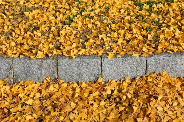 Gele Herfst Ginkgo Boom Bladeren Een Trottoir Osaka Japan Herfstseizoenssamenstelling — Stockfoto