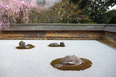 Kyoto 'da Japonya zen bahçesi ve kiraz çiçekleri. Ryoanji tapınağının Zen kayalık bahçesi..
