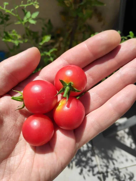 Balkón Zahradničení Vlastní Pěstované Organické Cherry Rajčata Balkóně — Stock fotografie