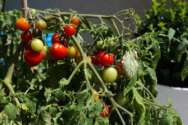 Balkón Zahradničení Vlastní Pěstované Organické Cherry Rajčata Balkóně — Stock fotografie