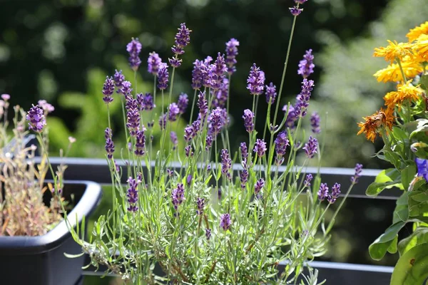 Balcony Gardening Own Grown Organic Lavender Balcony — Stock Photo, Image