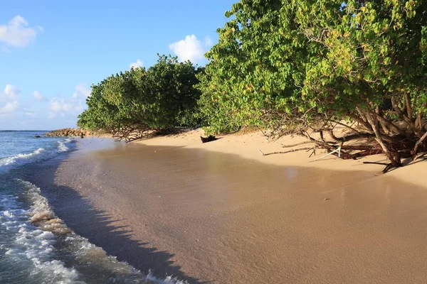 Grande Terre Natur Guadeloupe Stranden Anse Souffleur — Stockfoto