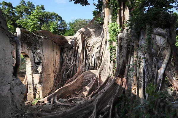 Guadeloupe Landmark Abandoned Slavery Prison Overgrown Fig Trees Grande Terre — Stock Photo, Image