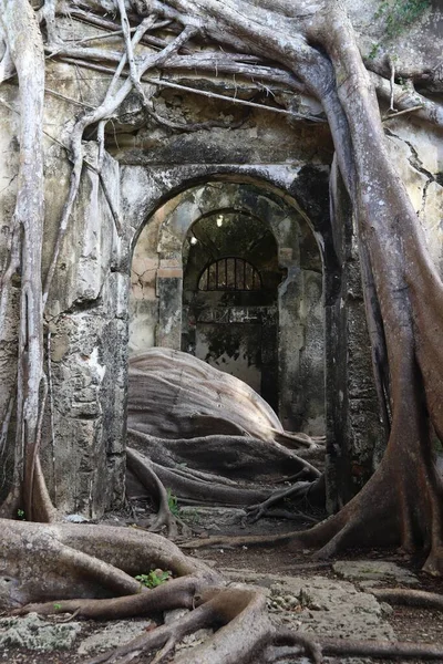 Guadalupe Histórica Prisión Esclavitud Abandonada Cubierto Higueras Isla Grande Terre — Foto de Stock