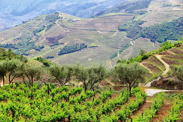 Долина Доро Португальський Виноградник Alto Douro Doc Виноробство — стокове фото