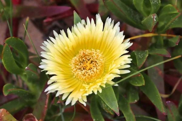 Invasive plant species naturalised in Europe: Carpobrotus edulis (Hottentot-fig or ice plant) succulent.