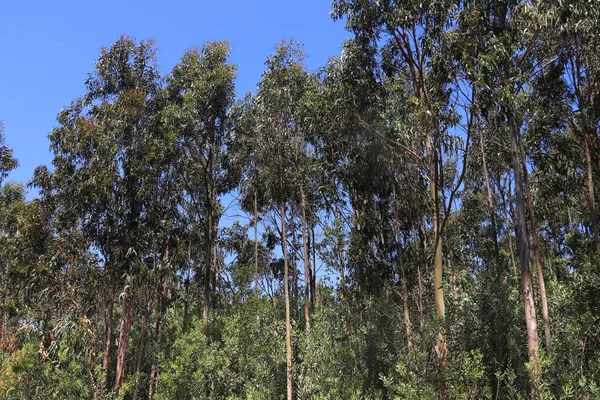 葡萄牙菲戈伊拉达福兹附近的桉树林 葡萄牙性质 — 图库照片