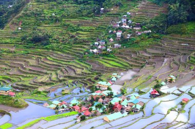 Filipinler 'de pirinç terasları. Filipinler, Batad pirinç tarlaları vadisi.