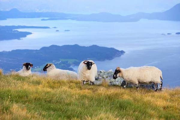 Scottish Blackface Raça Ovina Noruega Agricultura Stord Island — Fotografia de Stock