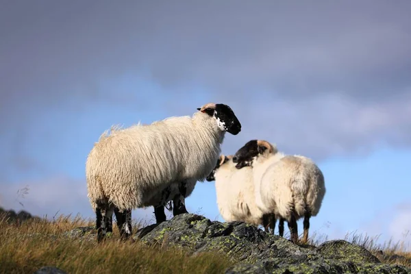 Шотландские Черномордые Овцы Размножаются Норвегии Стордское Сельское Хозяйство — стоковое фото