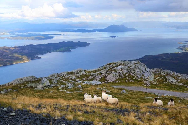 Scottish Blackface Πρόβατα Φυλή Στη Νορβηγία Ζώα Του Νησιού Stord — Φωτογραφία Αρχείου