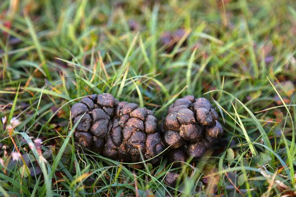 Excrementos Ovejas Heces Animales Hierba Noruega Agricultura — Foto de Stock