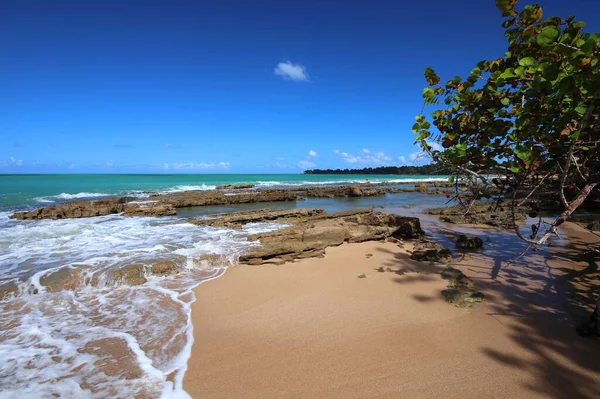 瓜德罗普沙滩 加勒比度假景观 丛生海滩 Plage Clugny — 图库照片