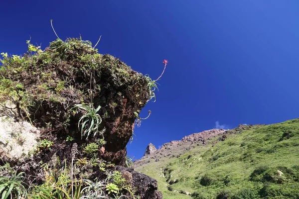 Plantes Broméliacées Guadeloupe Pitcairnia Bifrons Species Volcan Soufrière Arrière Plan — Photo