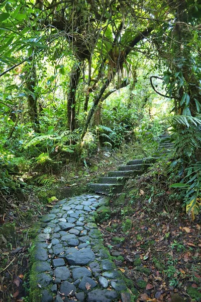 Guadeloupe Daki Volcano Soufriere Yağmur Ormanları Yürüyüş Parkurunda Yeşil Orman — Stok fotoğraf