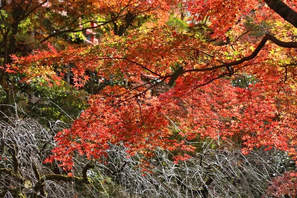 Jesienne Drzewa Japonii Czerwone Pomarańczowe Liście Momiji Klon Kioto Kolorowa — Zdjęcie stockowe