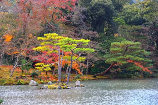Jesienne Liście Ogrodów Kinkakuji Kioto Japonia Lista Światowego Dziedzictwa Unesco — Zdjęcie stockowe