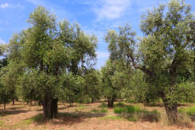 Apulia eski zeytin ağaçları - İtalya 'nın Gargano yarımadasında zeytinyağı üreten bölge. Zeytin Korusu.