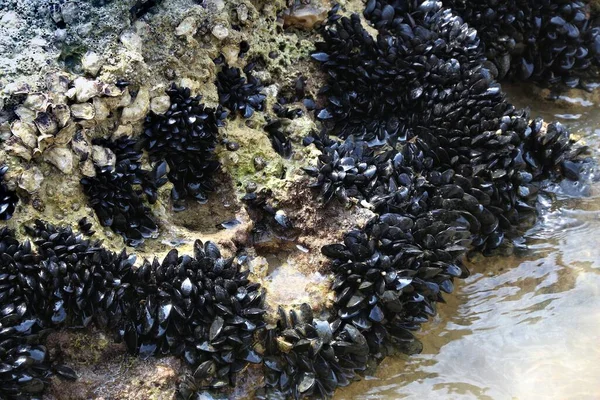 Cozze Azzurre Mytilus Edulis Molluschi Bivalvi Commestibili Nella Penisola Del — Foto Stock