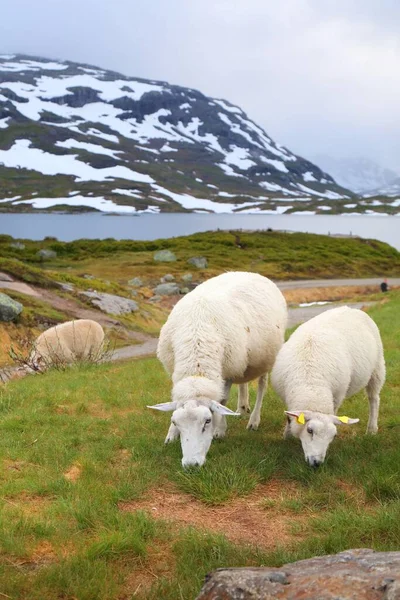 Ovelhas Pastando Nas Montanhas Noruega Montanhas Haukeli Região Vestfold Telemark — Fotografia de Stock
