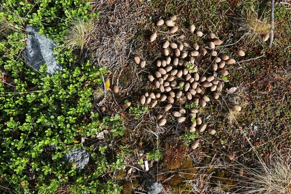 Tema Vida Silvestre Excrementos Alces Hierba Noruega Naturaleza — Foto de Stock
