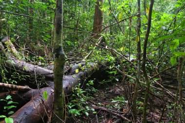Filipinler, Palawan adasında yağmur ormanları. Tropik karst yağmur ormanları.