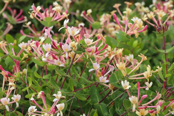 Portugal Plant Species Lonicera Etrusca Etruscan Honeysuckle Algarve Region — Stock Photo, Image