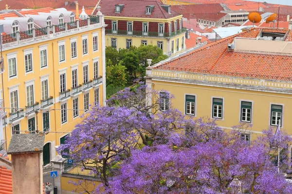 Lisbon City View Purple Jacaranda Tree Bloom Alfama Neighborhood — Stock Photo, Image
